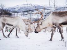Svalbard Arctic Adventure – Sunny Winter