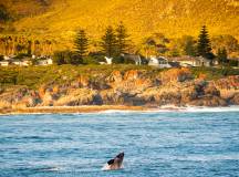 Discover South Africa’s Garden Route