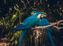 Discover Brazil