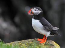 Iceland to Greenland: Mountains, Glaciers and the Westfjords