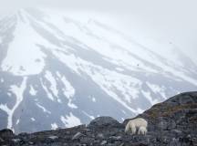 Svalbard Explorer: Best of High Arctic Norway (2026)