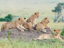 Get Even Close To Wildlife