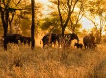 Tanzania Safari Adventure