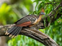 Premium Amazon Rainforest Extension (from Cuzco)