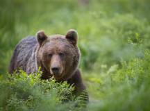 Get Even Close To Wildlife