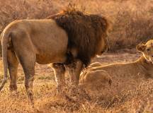 Tanzania Safari Adventure