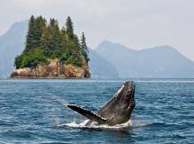 Get Even Close To Wildlife