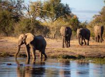 Get Even Close To Wildlife