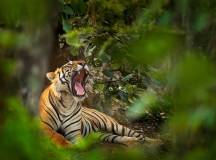 Get Even Close To Wildlife