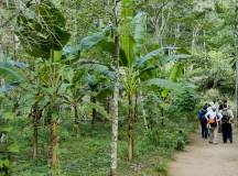 Premium Amazon Rainforest Extension (from Cuzco)