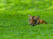 Get Even Close To Wildlife