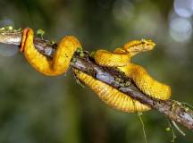 Wild Costa Rica – Premium Adventure