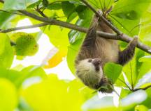 Wild Costa Rica – Premium Adventure