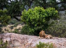 Kruger Safari Highlights – Premium Adventure