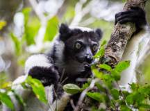 Wild Madagascar