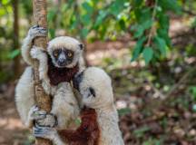 Madagascar