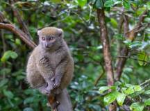 Wild Madagascar