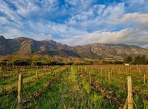Highlights of South Africa’s Winelands