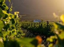 Highlights of South Africa’s Winelands