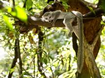 Wild Madagascar