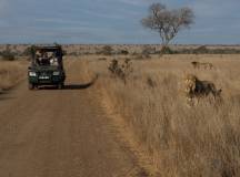 Kruger Safari Highlights – Premium Adventure
