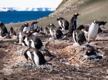Antarctic Express: Fly South, Sail North via Buenos Aires