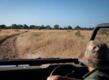 Kruger Safari Highlights – Premium Adventure