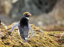 Penguins of the Far South: Falklands, South Georgia & Antarctica