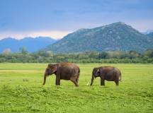Best of Sri Lanka