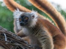 Madagascar