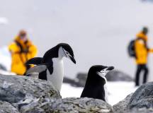 Penguins of the Far South: Falklands, South Georgia & Antarctica