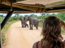 Kruger Safari Highlights – Premium Adventure