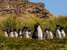 Penguins of the Far South: Falklands, South Georgia & Antarctica