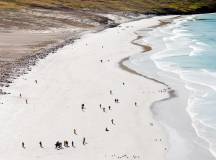 Penguins of the Far South: Falklands, South Georgia & Antarctica