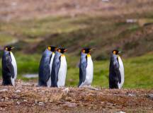 Penguins of the Far South: Falklands, South Georgia & Antarctica