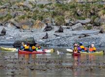 Penguins of the Far South: Falklands, South Georgia & Antarctica