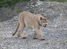 Puma Tracking Extension