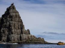 Penguins of the Far South: Falklands, South Georgia & Antarctica