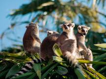 Madagascar