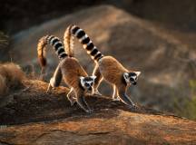 Madagascar