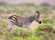 Discover South Africa’s Garden Route