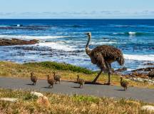 Best of the Garden Route – Premium Adventure