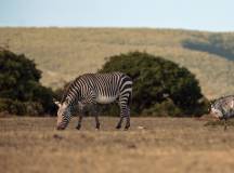 Cape Town and the Garden Route – Premium Adventure