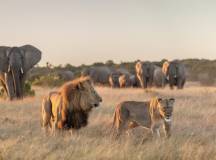 Best of the Garden Route – Premium Adventure