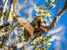 Madagascar