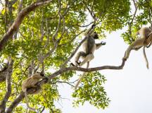 Madagascar