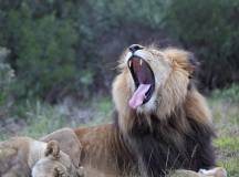 Discover South Africa’s Garden Route