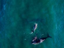 Cape Town and the Garden Route – Premium Adventure