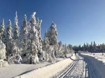 Cross-Country Skiing