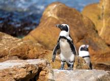 Cape Town & the Garden Route
